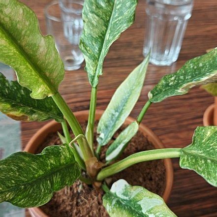 Photo of the plant species Philodendron bipennifolium 'Splash Gordon' by @Marleennnn named Dax on Greg, the plant care app