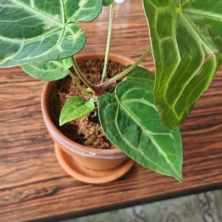 Photo of the plant species Anthurium crystallinum magnificum by @Marleennnn named Wall-E on Greg, the plant care app