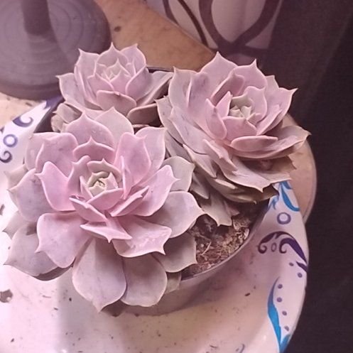 Photo of the plant species Echeveria by @HipGalega72 named Pink Diamond on Greg, the plant care app