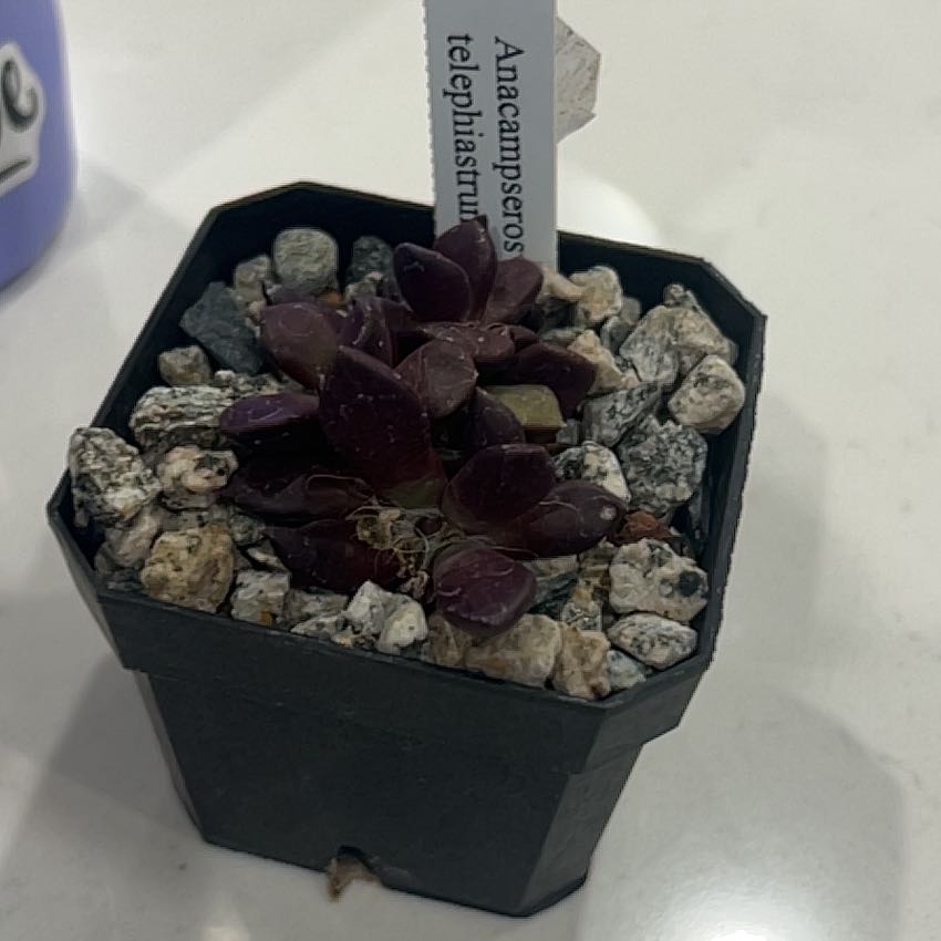 Photo of the plant species Anacampseros telephiastrum by @YardMaylily6 named Purple on Greg, the plant care app