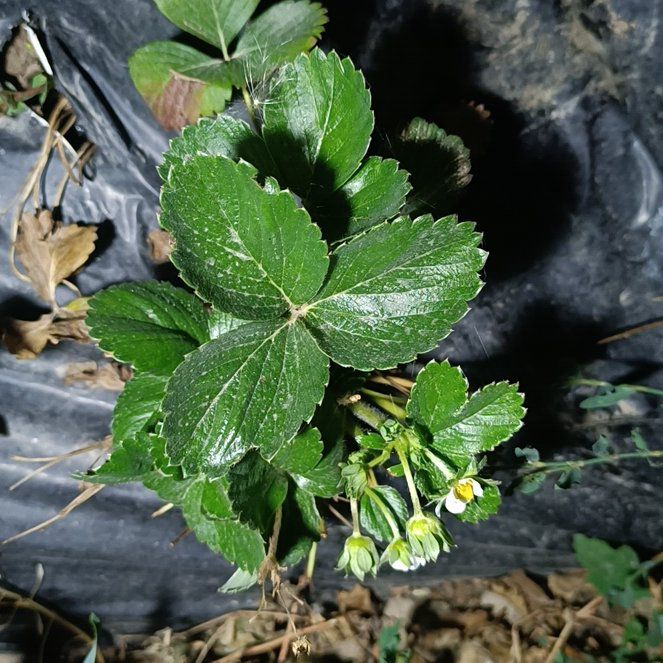 Photo of the plant species Albion Strawberry by @VipPetunia23 named Isaevich on Greg, the plant care app