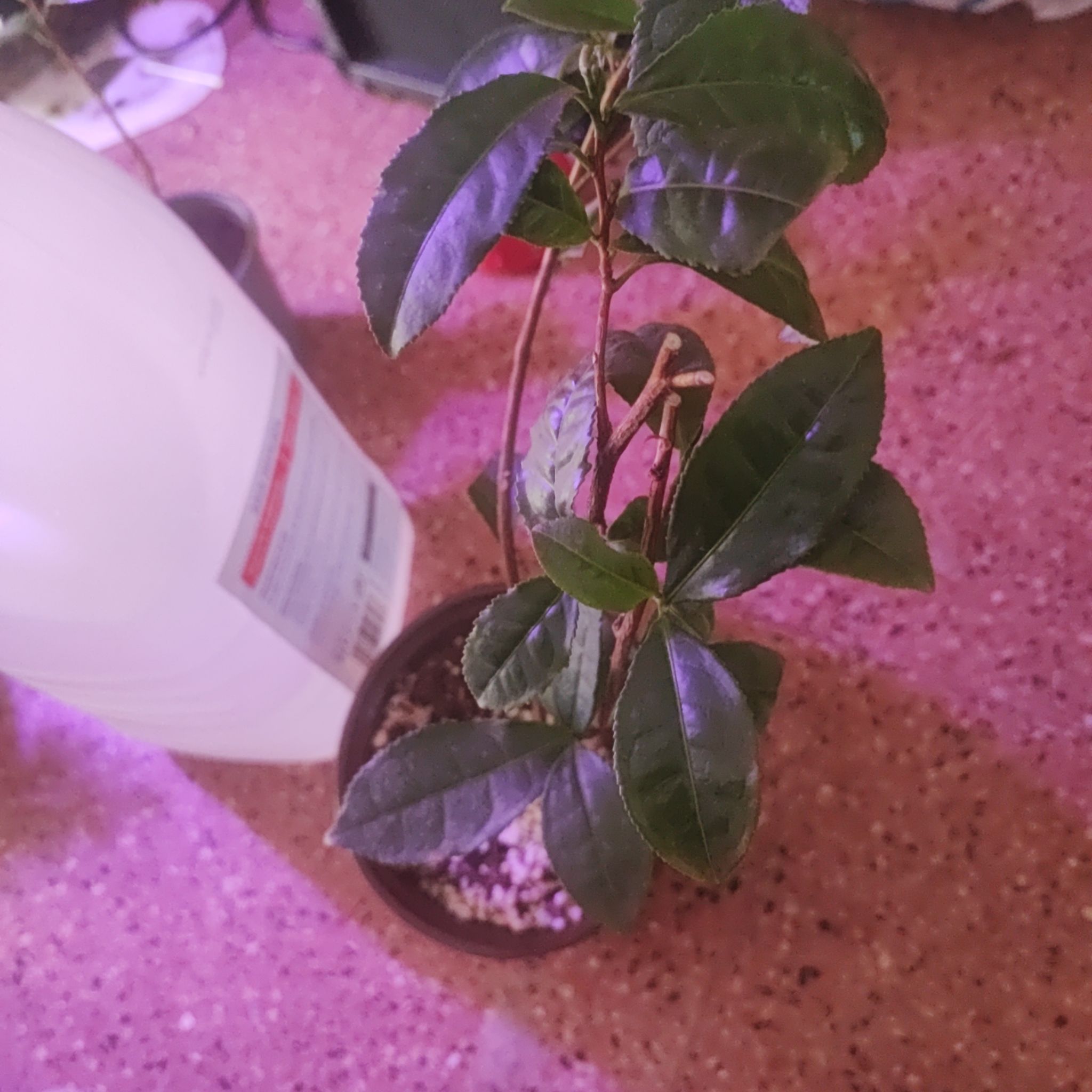 Photo of the plant species Tea by @RealMangeao86 named Camellia sinensis on Greg, the plant care app