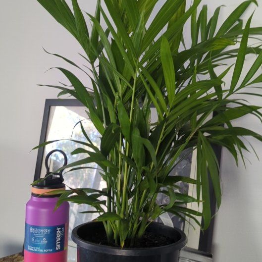 Photo of the plant species Cascade Palm by @RadAlfalfa29 named Marley on Greg, the plant care app