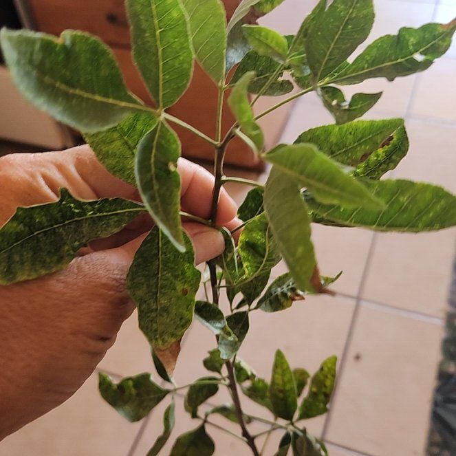 Photo of the plant species Hop Tree by @NobleSilkvine37 named Darwin on Greg, the plant care app