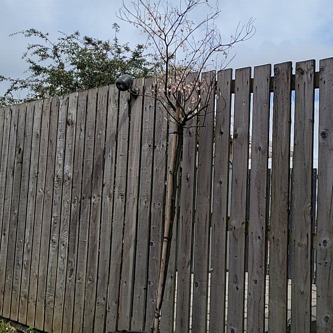 Photo of the plant species Carolina Sweetheart Redbud by @WinCallalily12 named Muhammad Ali on Greg, the plant care app