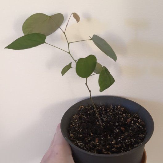 Photo of the plant species Judas Tree by @AnewPinkball91 named Kendall on Greg, the plant care app