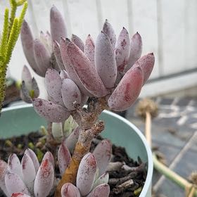 Photo of the plant species Cotyledon 'White Sprite' by @QuickMahoe59 named Lavender on Greg, the plant care app