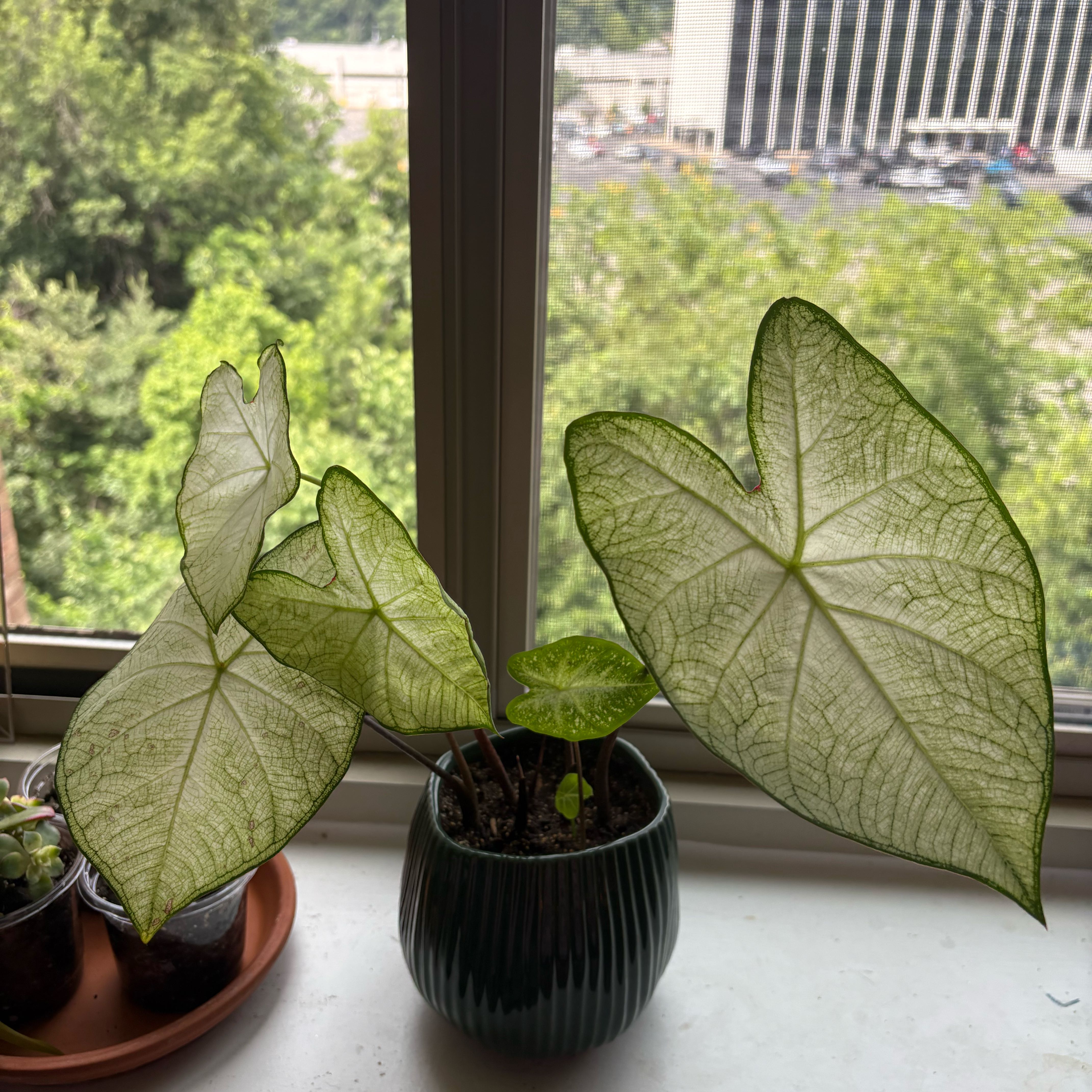 Photo of the plant species Florida Moonlight Caladium by @roseyredsierra named Stella on Greg, the plant care app