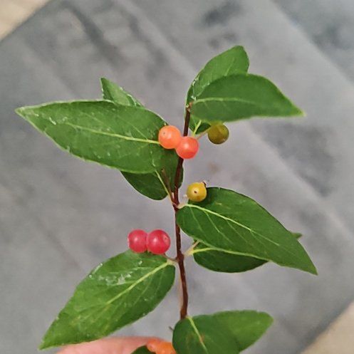 Photo of the plant species Tatarian Honeysuckle by @SportCorn15 named Winston on Greg, the plant care app