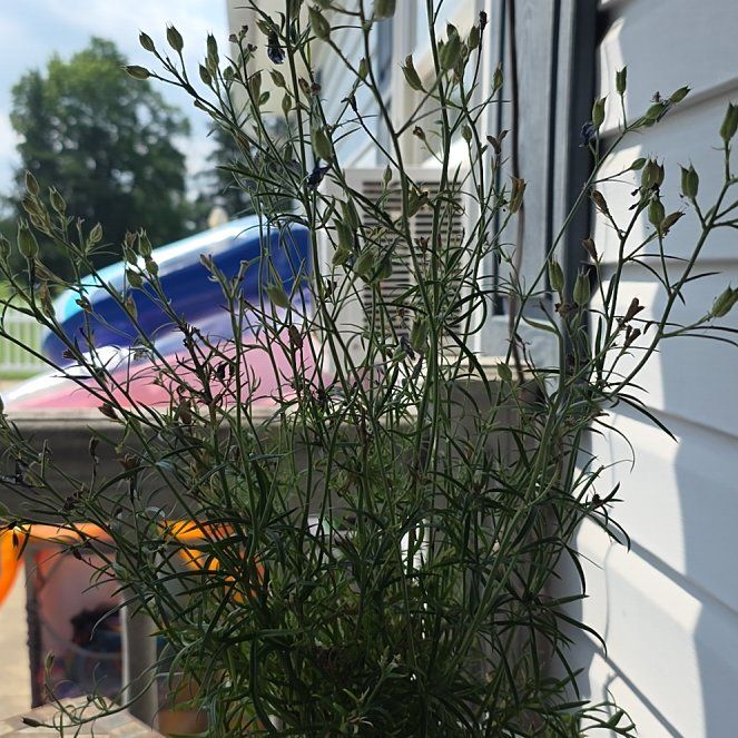 Photo of the plant species Delphinum by @ShowyWormseed10 named Messi on Greg, the plant care app