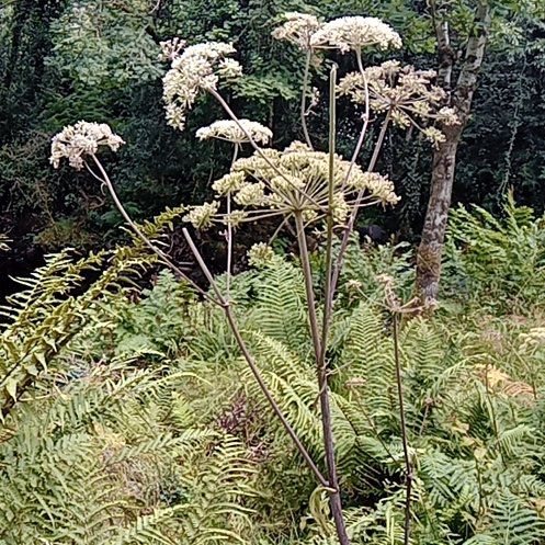 Photo of the plant species Achian-Bosk by @SugarWoodfern44 named Darwin on Greg, the plant care app