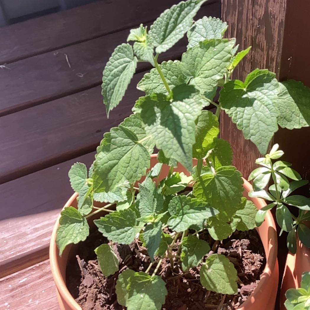 Photo of the plant species Anise Hyssop 'Alba' by @PrincelyOkra93 named Annie Licorice on Greg, the plant care app