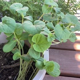 Photo of the plant species Cantaloupe by @PrincelyOkra93 named Elle on Greg, the plant care app