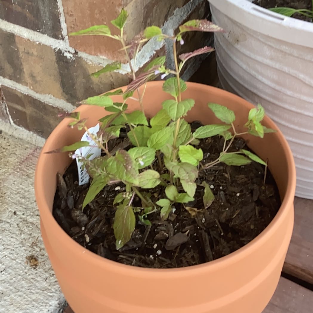 Photo of the plant species Iyo Skullcap by @PrincelyOkra93 named Noggin on Greg, the plant care app