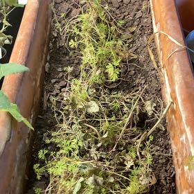 Photo of the plant species Orange Carrot by @PrincelyOkra93 named Bugs on Greg, the plant care app