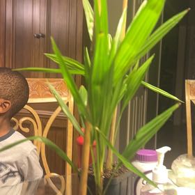 Photo of the plant species Windmill Palm 'Naggy' by @RichMoonglow22 named Demi on Greg, the plant care app