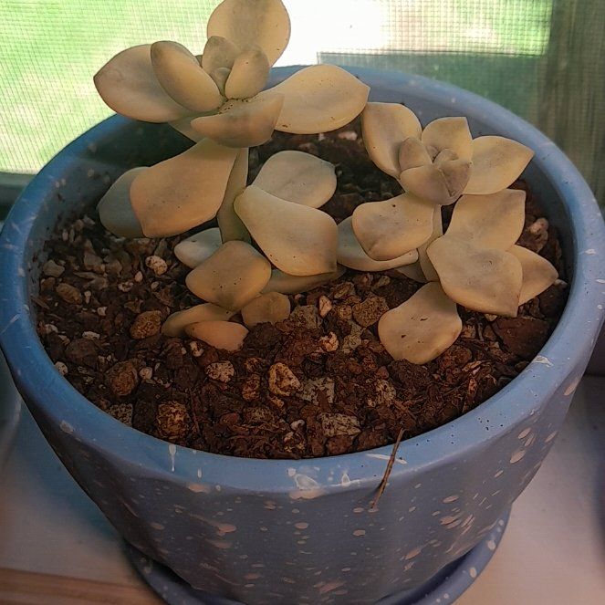 Photo of the plant species Apricot Beauty by @RealMymumrose85 named Apricot on Greg, the plant care app