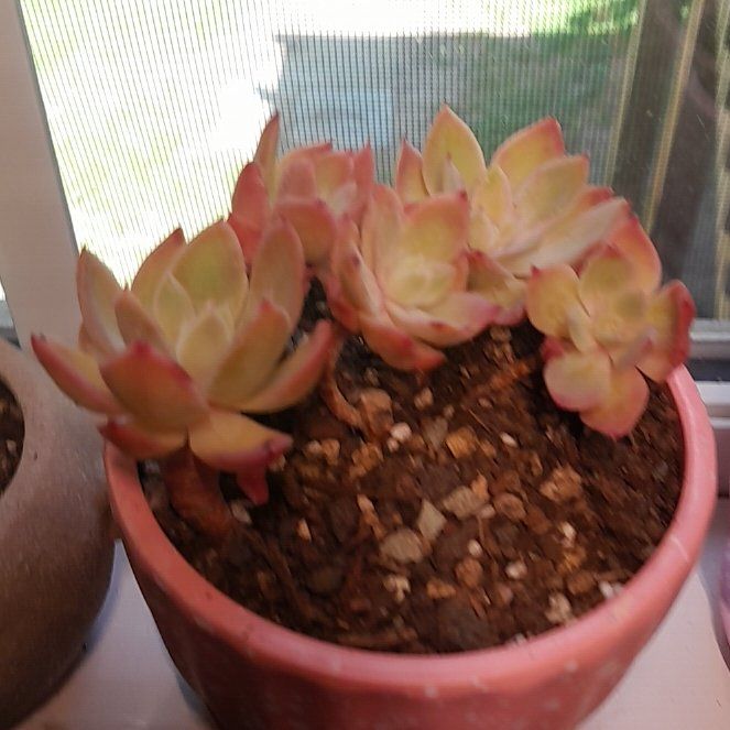 Photo of the plant species Echeveria 'Silk Veil' by @RealMymumrose85 named Silk veil on Greg, the plant care app