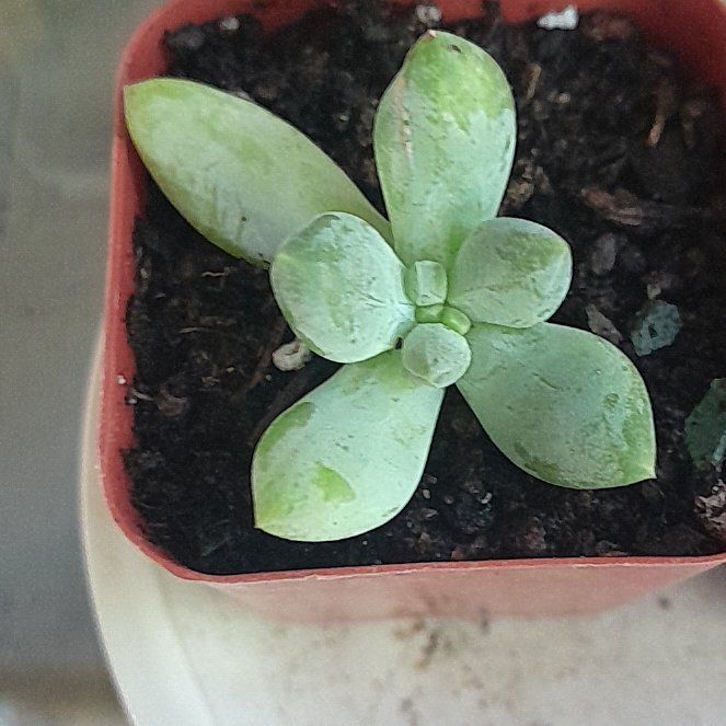 Photo of the plant species Pachyveria by @RealMymumrose85 named Eva on Greg, the plant care app