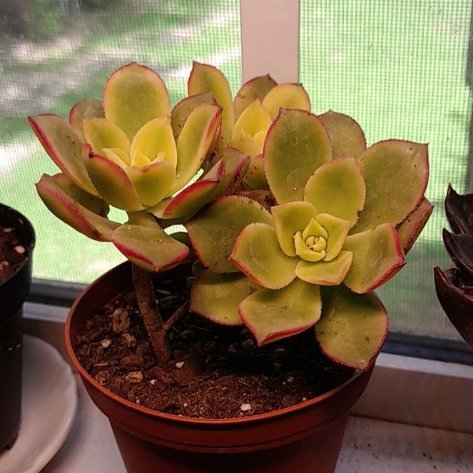 Photo of the plant species Kiwi Aeonium by @RealMymumrose85 named Kiwi on Greg, the plant care app