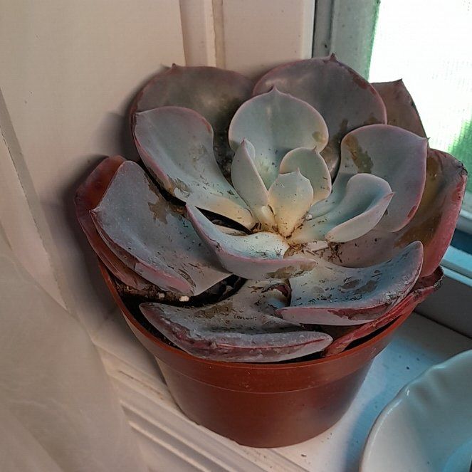 Photo of the plant species Echeveria by @RealMymumrose85 named Hemingway on Greg, the plant care app