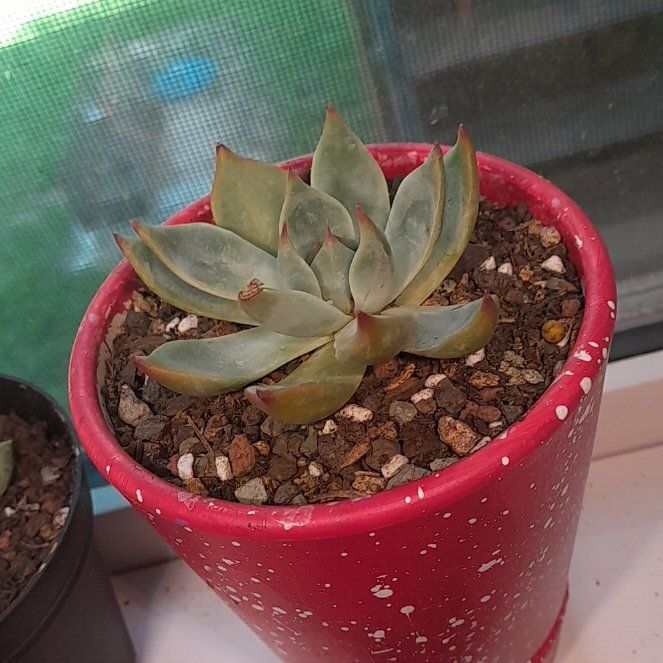 Photo of the plant species Echeveria 'Tippy' by @RealMymumrose85 named Queen on Greg, the plant care app