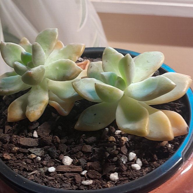 Photo of the plant species Graptopetalum Victor Kane by @RealMymumrose85 named James Dean on Greg, the plant care app