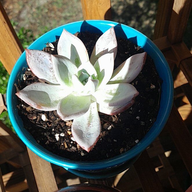Photo of the plant species Blue Fairy Echeveria by @RealMymumrose85 named Sigmund on Greg, the plant care app