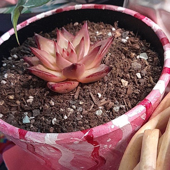 Photo of the plant species echeveria Romeo by @RealMymumrose85 named Bella on Greg, the plant care app