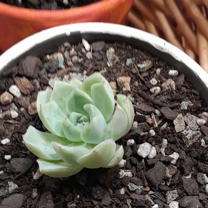 Photo of the plant species White Elegans Echeveria by @RealMymumrose85 named Zion on Greg, the plant care app