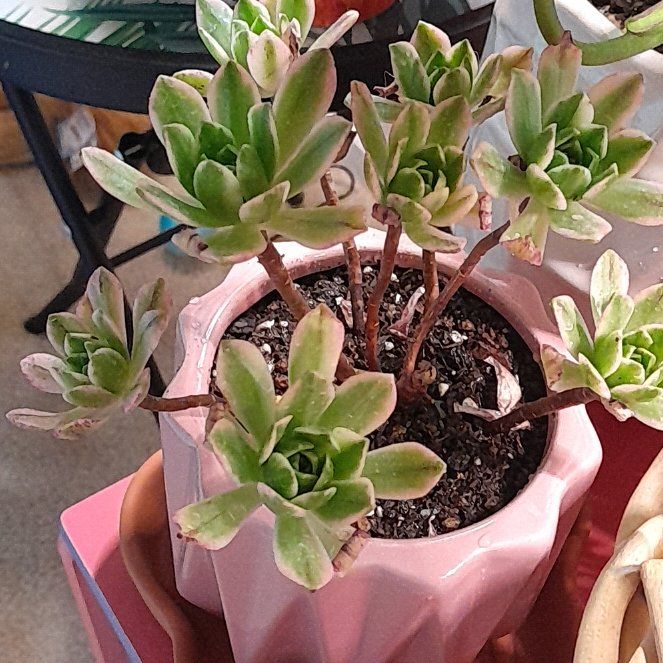 Photo of the plant species Stalked Aeonium by @RealMymumrose85 named Marilyn on Greg, the plant care app