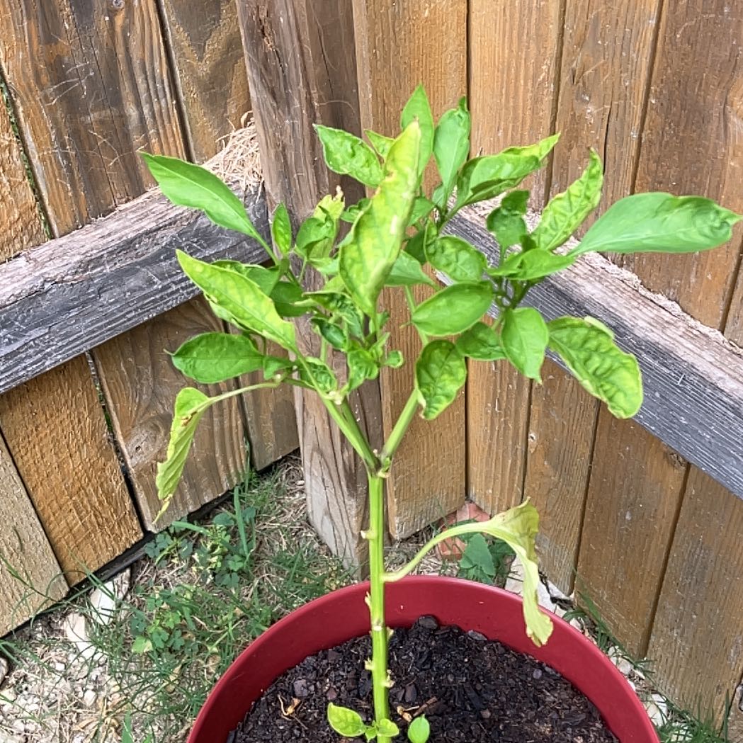Photo of the plant species Anaheim Pepper by @ManyFlax78 named Plato on Greg, the plant care app