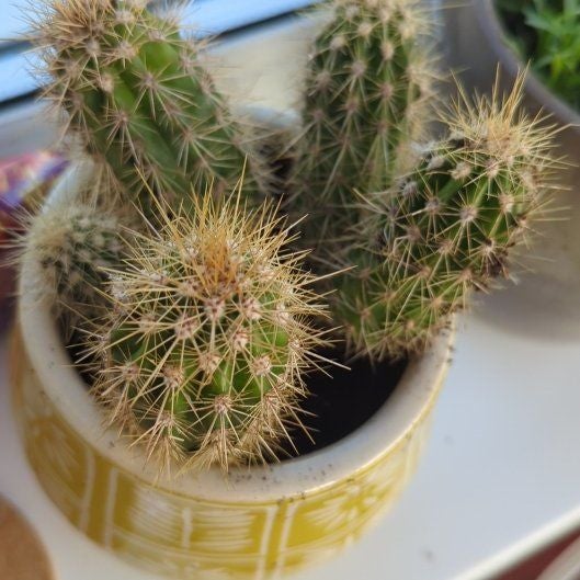 Plant care for Espostoa mirabilis on Greg, the plant care app