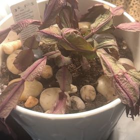 Photo of the plant species Zygocatus by @StreetwiseRimu named Luna on Greg, the plant care app