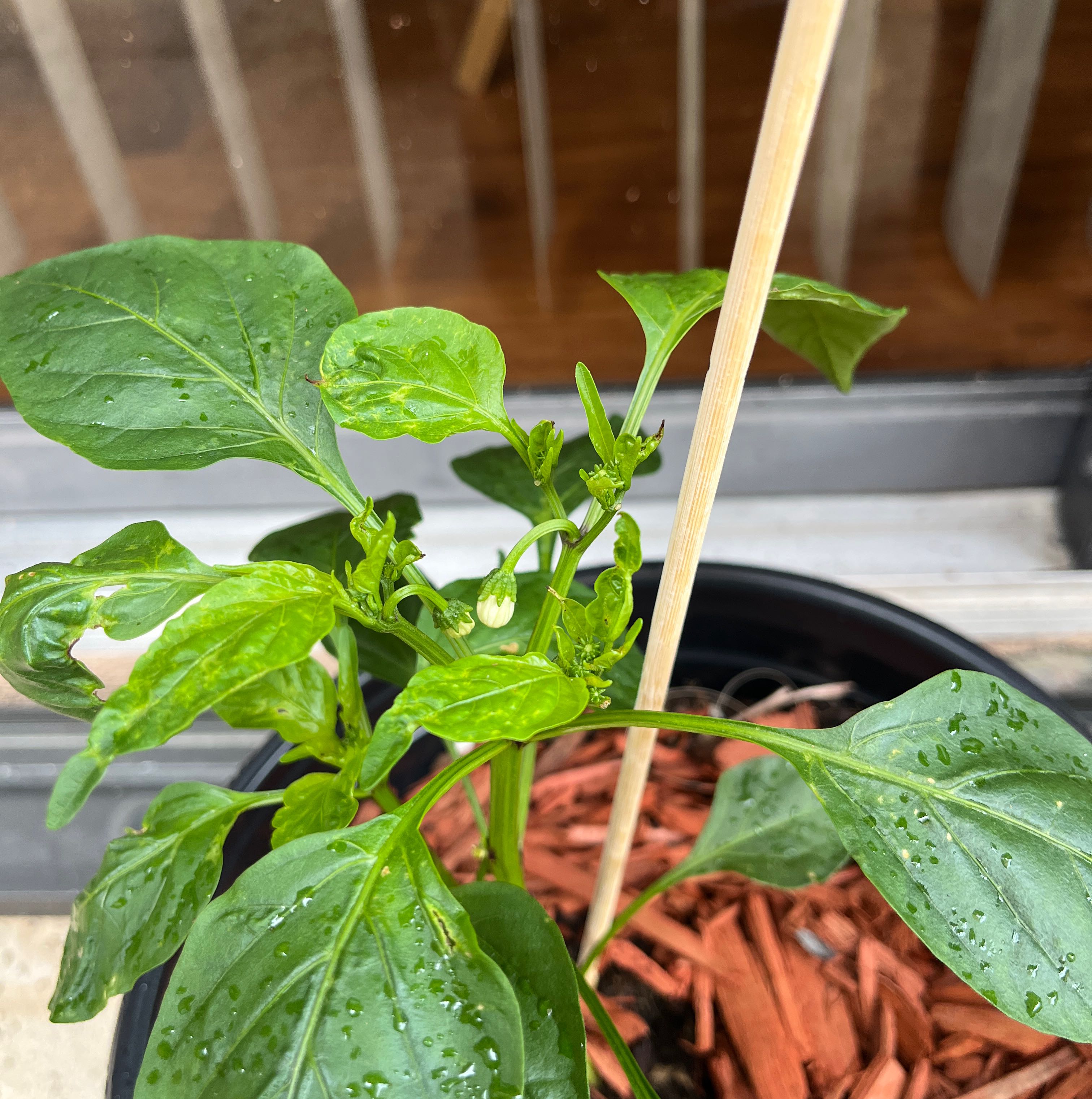 Photo of the plant species Giant Jalapeno Pepper by @AceTearose4 named Plato on Greg, the plant care app