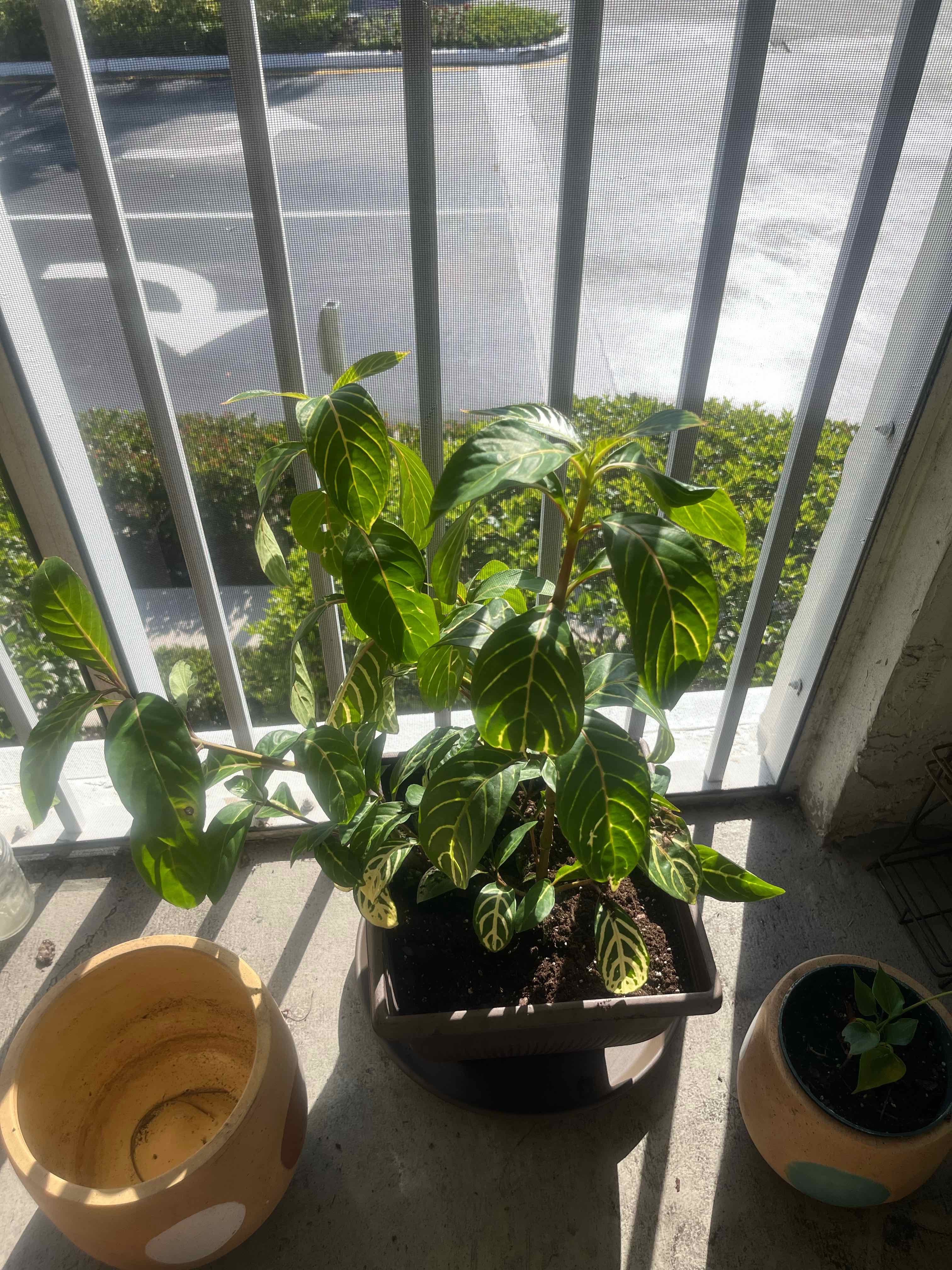 Photo of the plant species Sanchezia by @GuruAnthora38 named Anne on Greg, the plant care app