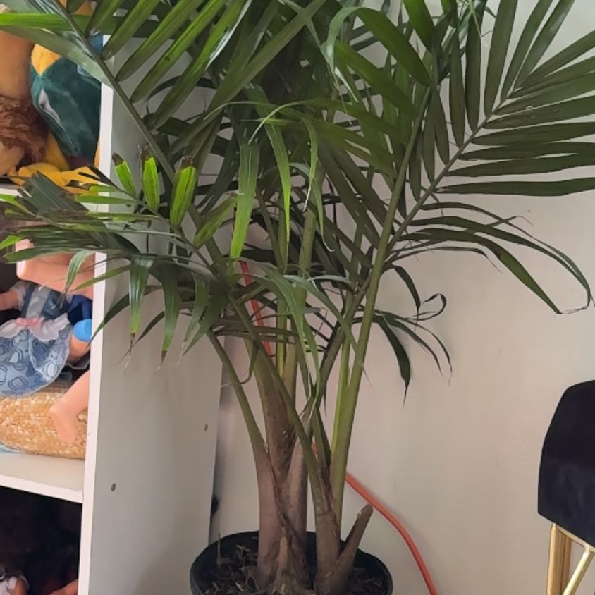 Photo of the plant species Juliet's Palm by @ReliableBacopa named Ada on Greg, the plant care app