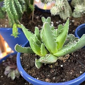 Photo of the plant species Faucaria paucidens by @ExactSedge33 named Planty plant on Greg, the plant care app