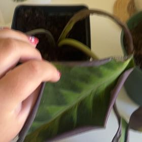 caring for an calathea warscewiczii