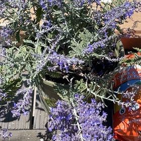 Photo of the plant species Russian Sage 'Crazyblue' by @AuspiciousChia named Sanders on Greg, the plant care app