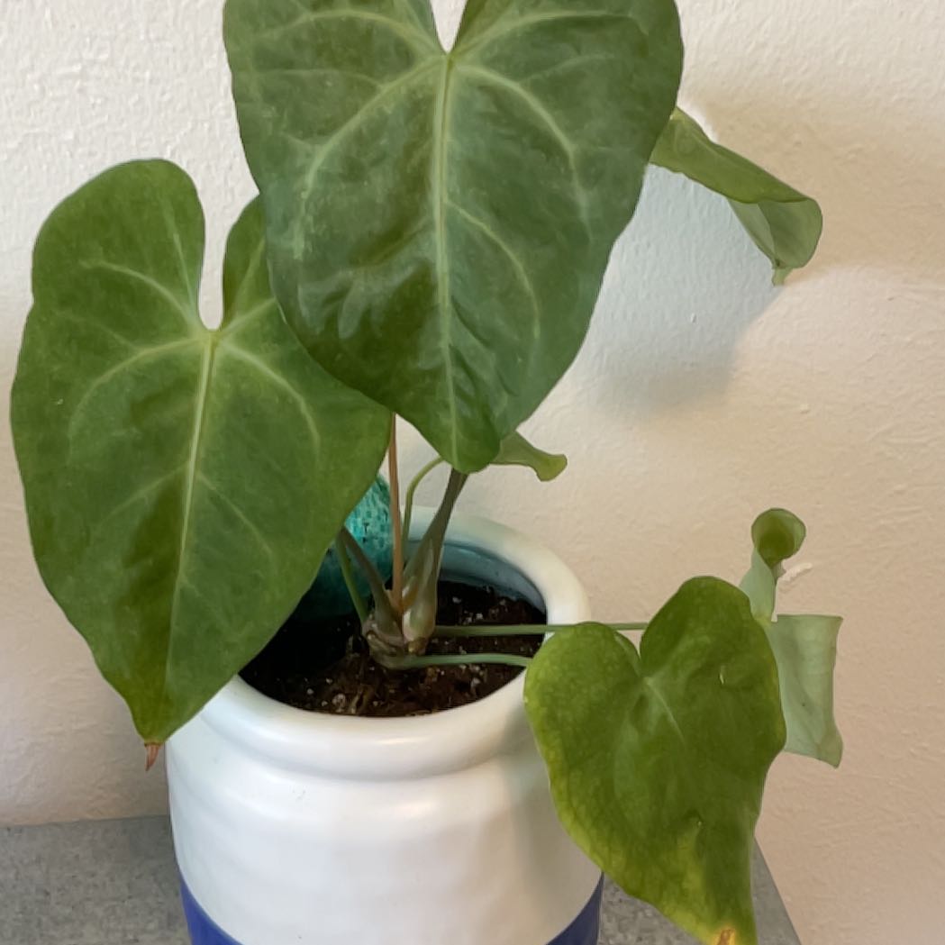 Photo of the plant species anthurium pterodactyl by @Lemonkittens3 named pterodactyl on Greg, the plant care app