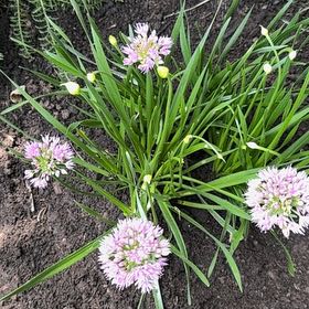 Photo of the plant species Autumn Onion by @TangibleSedge58 named Harmony on Greg, the plant care app