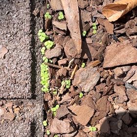 Photo of the plant species Dichondra Repens by @ProbableMyagrum named Remington on Greg, the plant care app