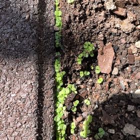 Photo of the plant species White Rata by @ProbableMyagrum named Kesha on Greg, the plant care app