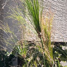 Photo of the plant species Papyrus by @SleekOakfern97 named Daphne on Greg, the plant care app
