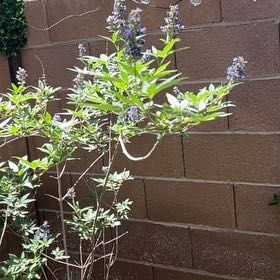 Photo of the plant species Chaste Tree by @SleekOakfern97 named Kylie on Greg, the plant care app