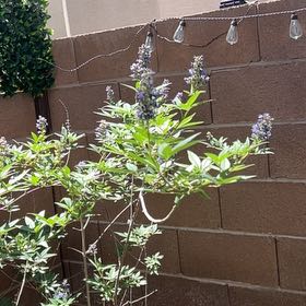 Photo of the plant species Chaste Tree by @SleekOakfern97 named Apollo on Greg, the plant care app