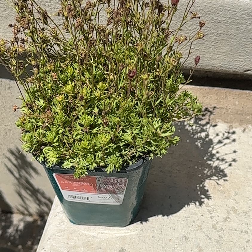 Photo of the plant species Saxifraga 'Touran Red' by @SizableCacto27 named Tolkien on Greg, the plant care app