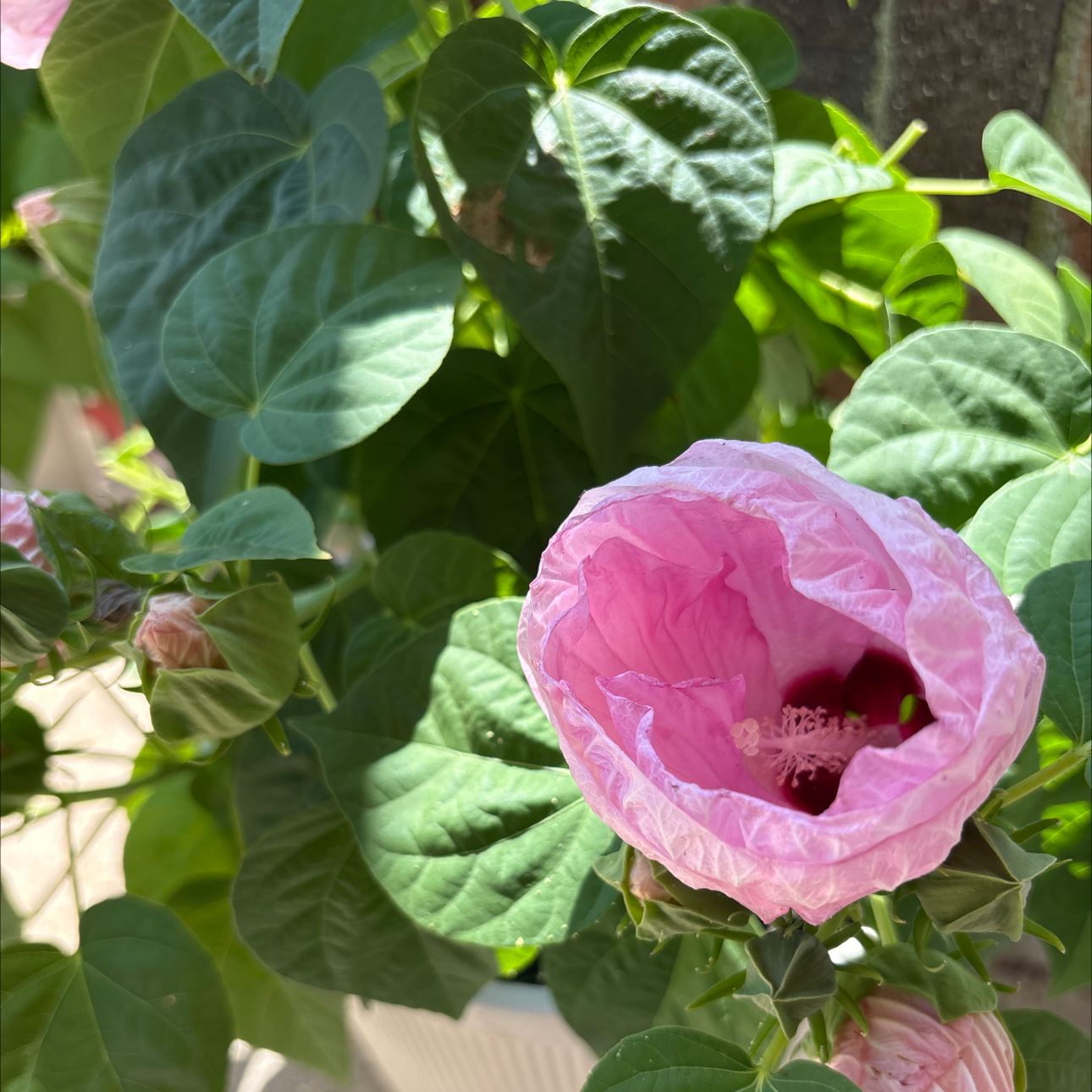 Photo of the plant species Luna Hibiscus by @StockyCooperi94 named Harper on Greg, the plant care app