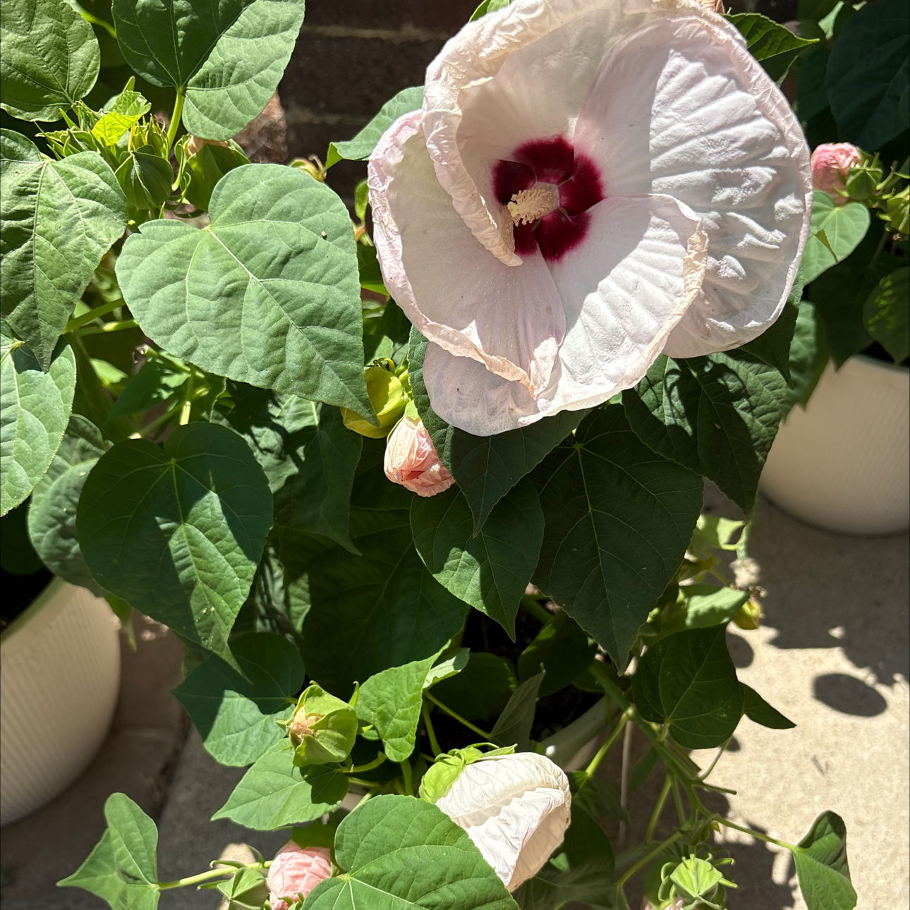 Photo of the plant species Luna Hibiscus by @StockyCooperi94 named Rhianna on Greg, the plant care app